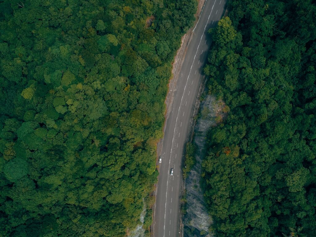 Highway Through A Forest. Road Trip Tips
